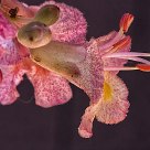 Flor de castaño de Indias
